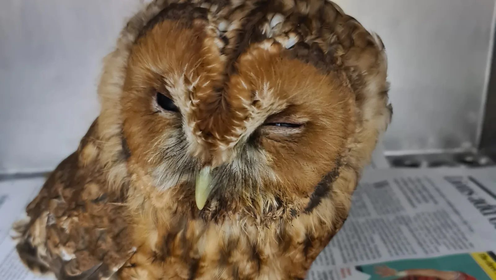 A tawny owl, one of the photographs published with the fundraising appeal for the Trent Park Animal Centre